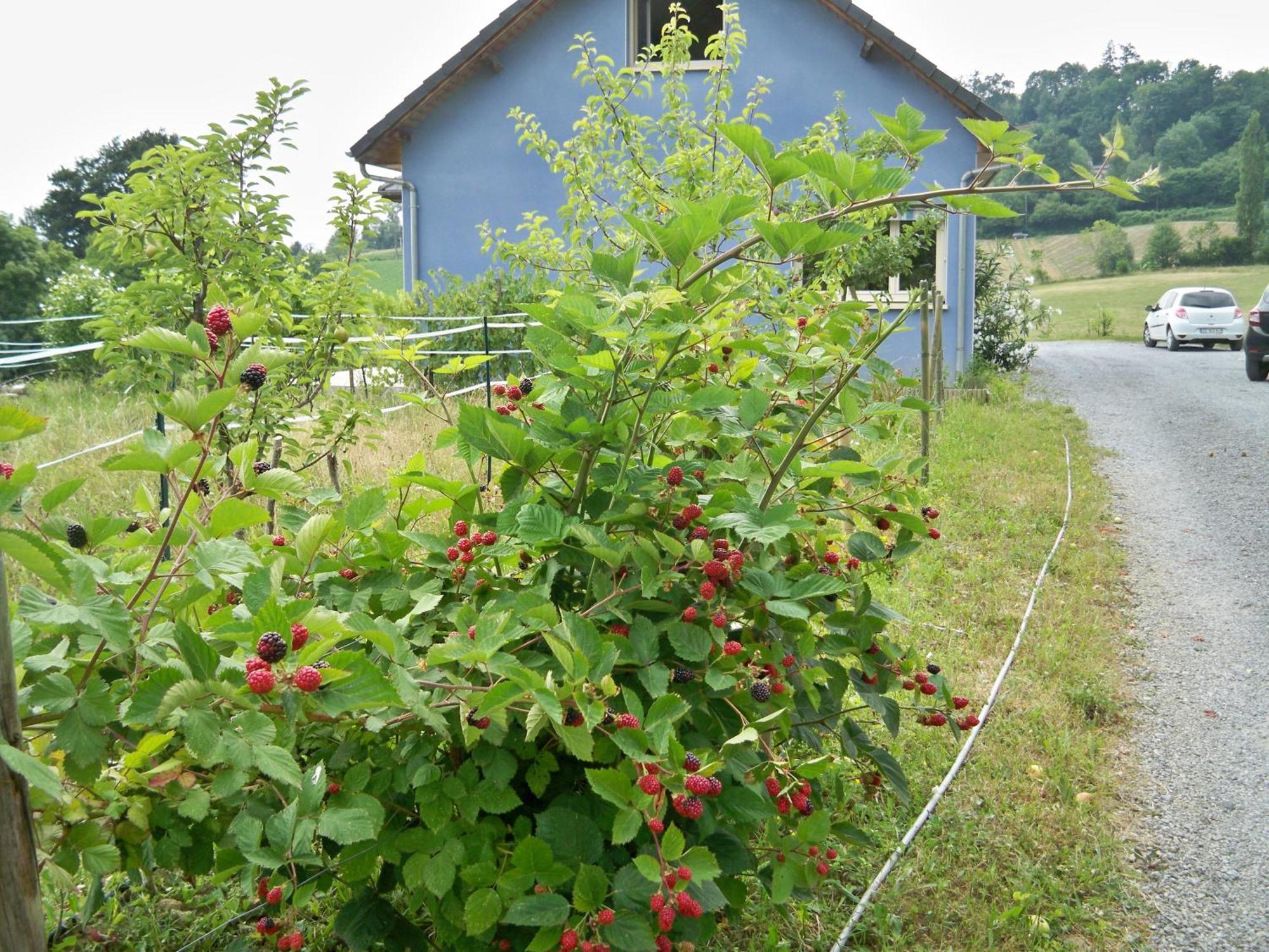 Chambres D'Hotes Relais Milord Estialescq Exterior photo